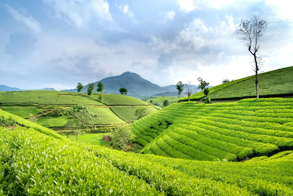 pexels-quang-nguyen-vinh-222549-6871917