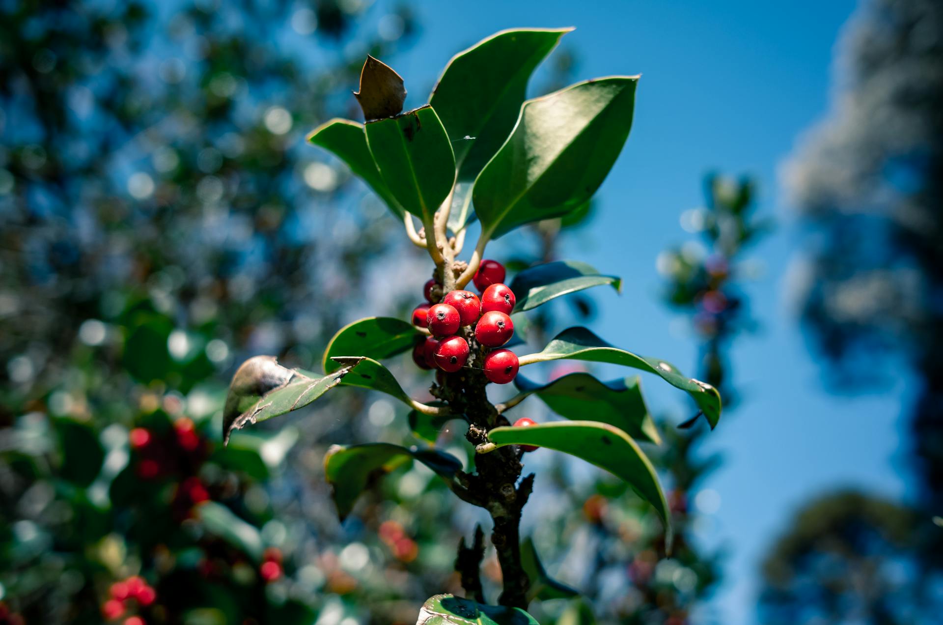 Coffee Estate Tours at Coffee Gudda